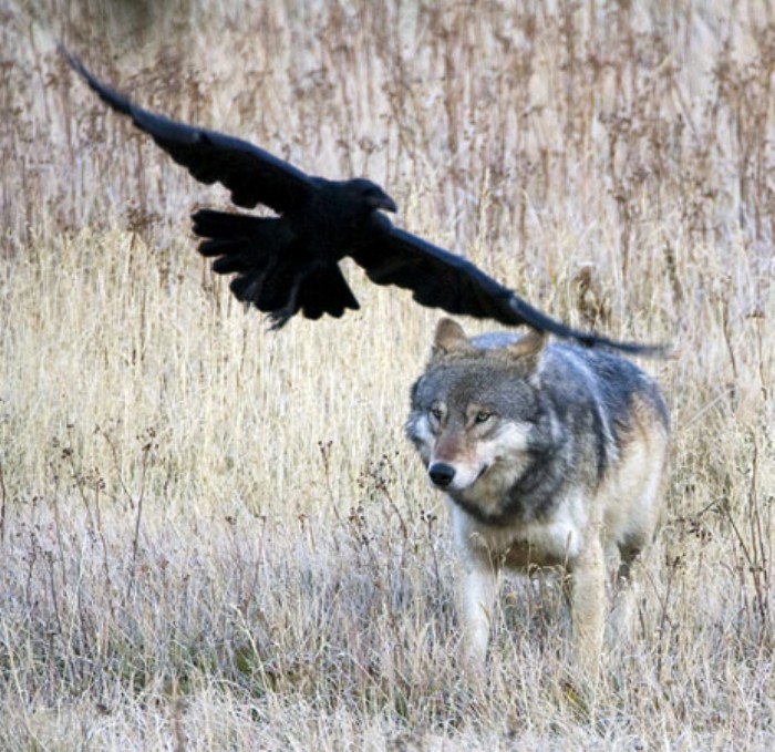 Wolf and Raven