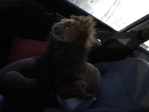 Rob Lion Young on the way back from the Sleeping Research Center in Woodland, early morning