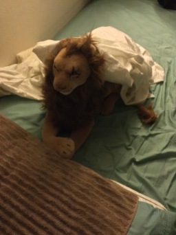 On a morning in July 2019, I woke up like that. Rob Lion Full had "stolen"the whole queen sized sheet. I didn't wrap him up like this, so I'd like to think, this was one of Rob's practical jokes.